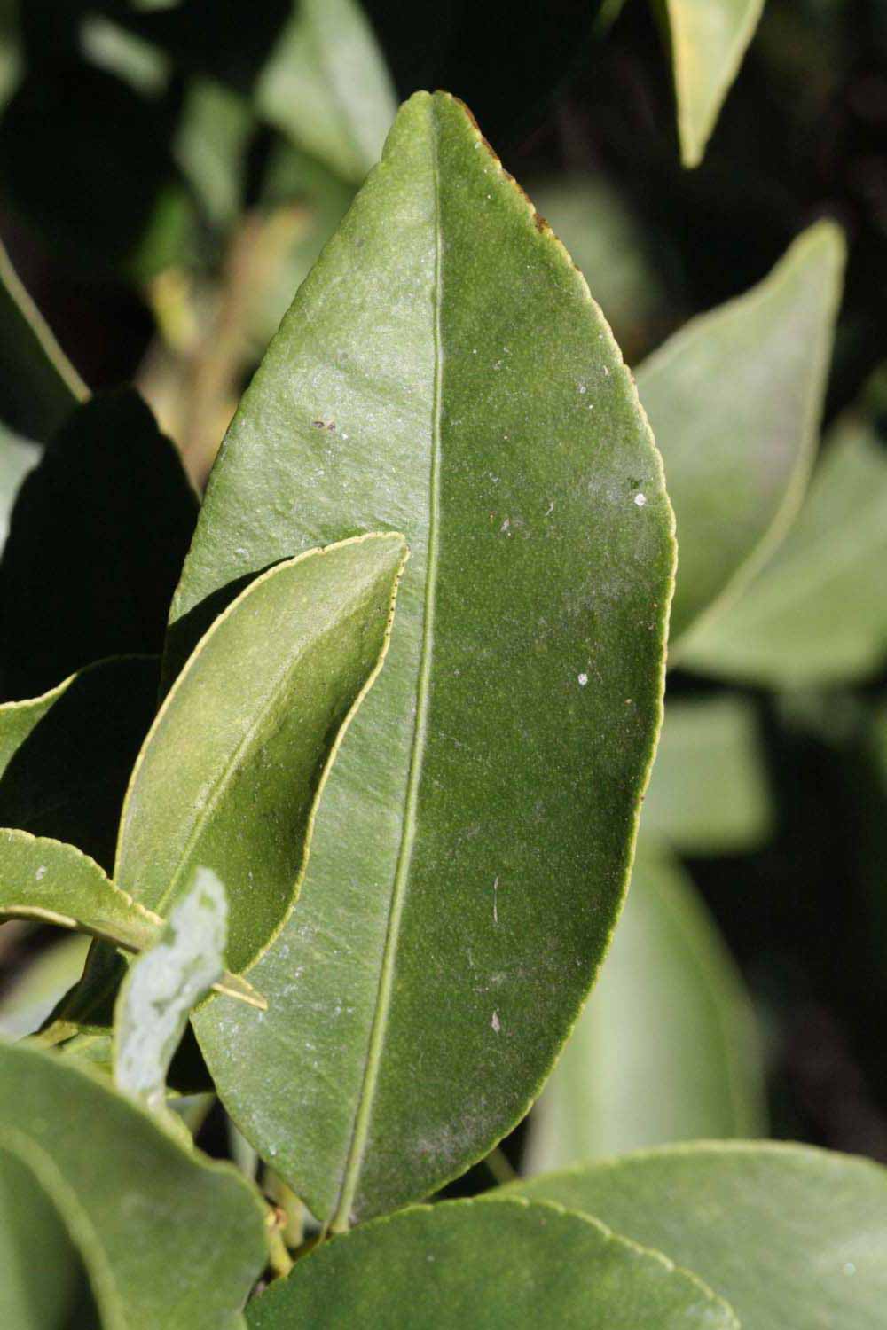              Unifoliolate leaf (Riverside, CA)       